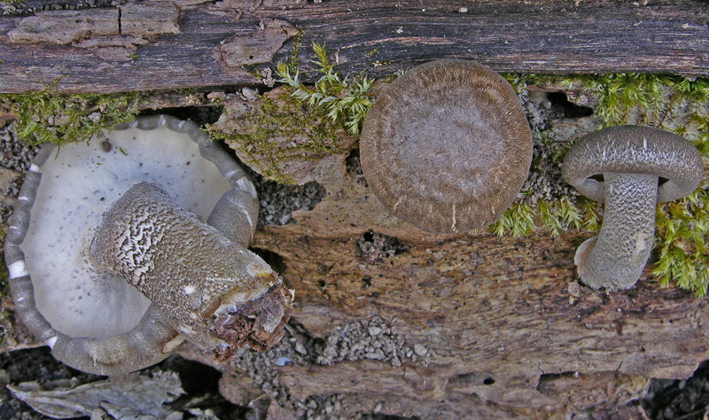 Ritrovamenti, mercoledi 10 aprile.